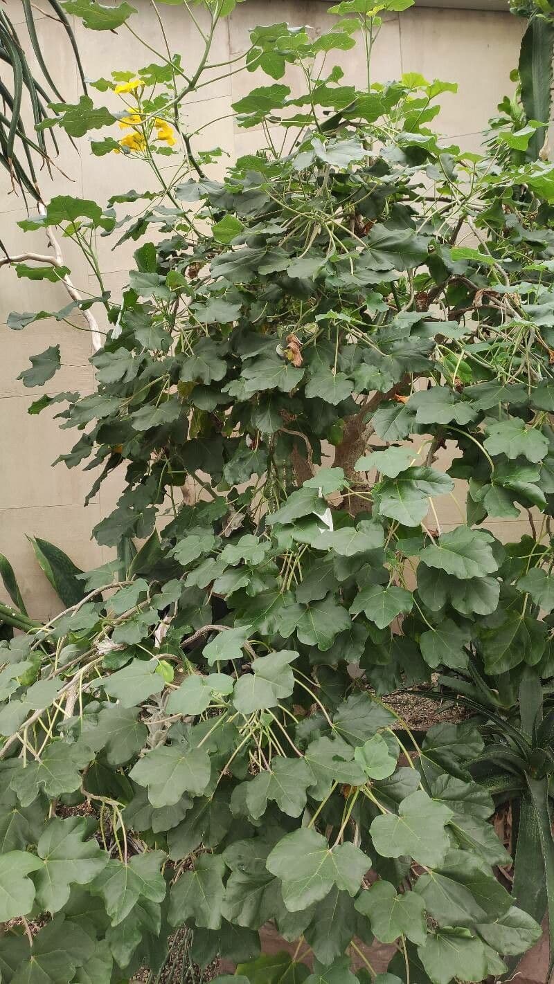 Uncarina 3