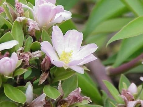 Cactus rosa 7