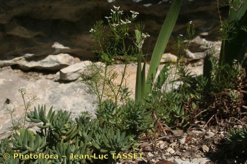 Scandice stellata 13