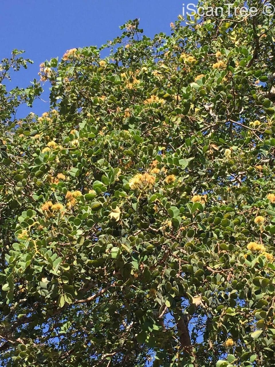 Albizia 11