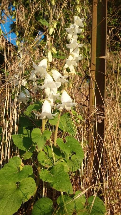 Campanula 10