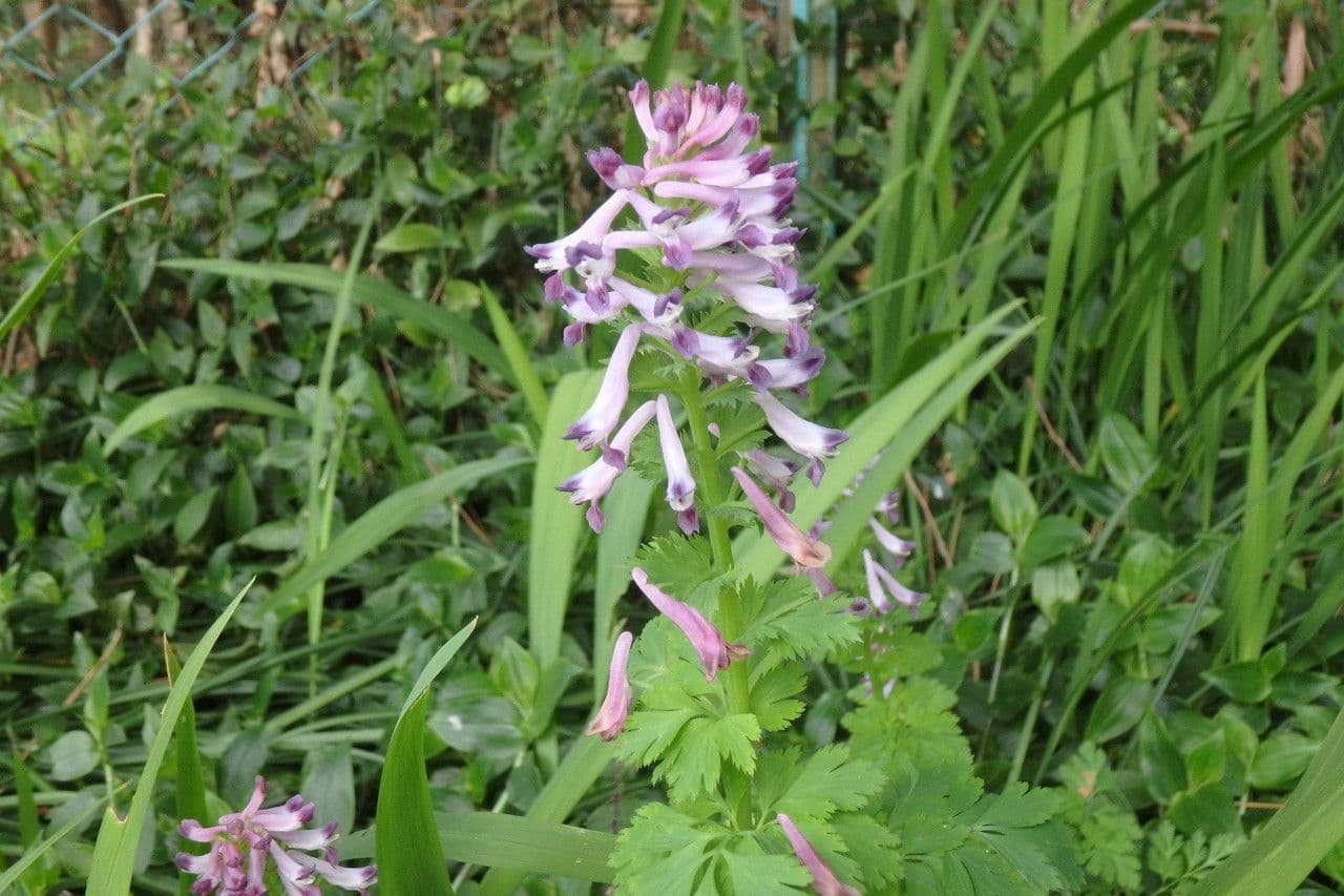 Fumaria incisa 4
