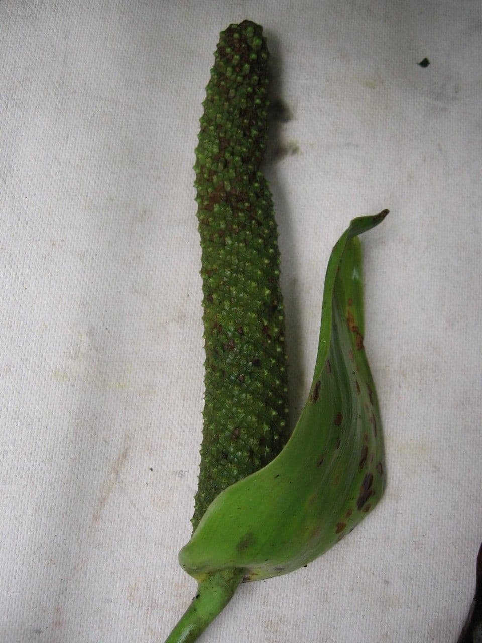 Anthurium 13