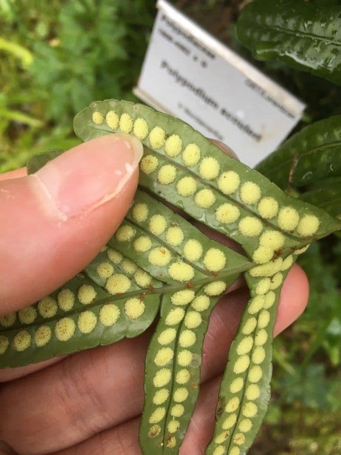 Polypode coriace