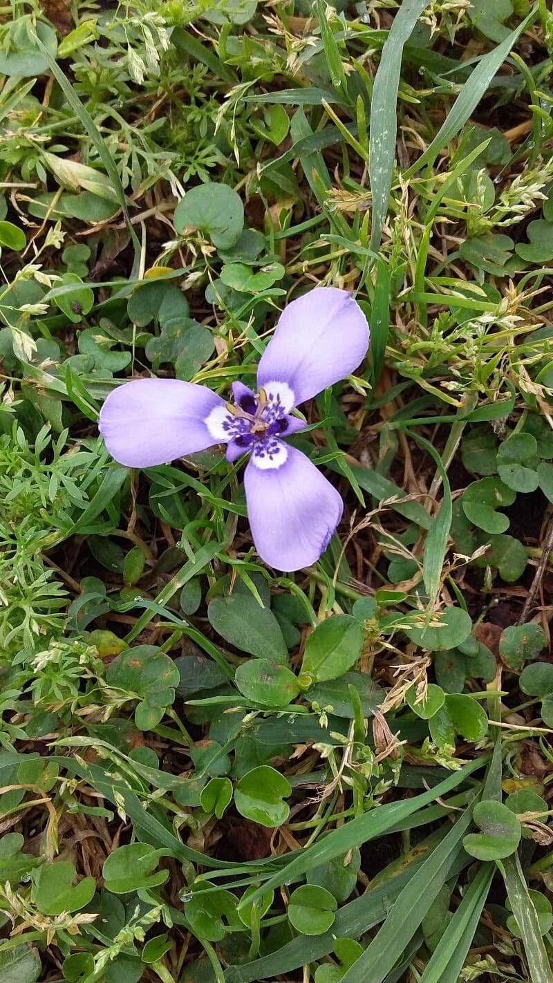 Herbertia lahue 5