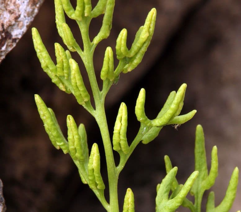 Kryptogramma 7