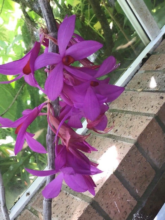 Dendrobium agglomerato