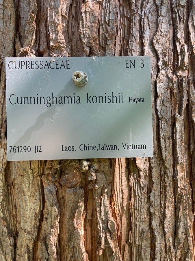 Cunninghamia 8