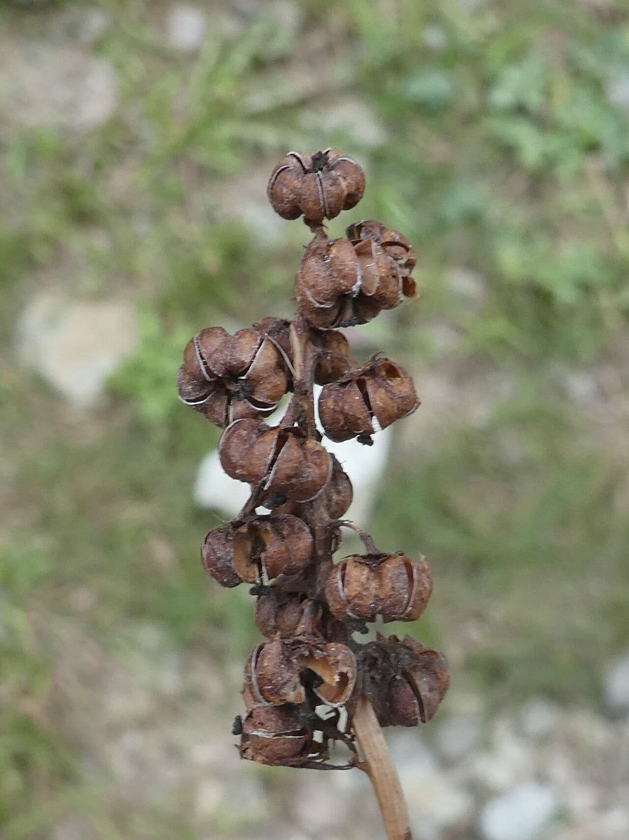 Piroletta minore 2