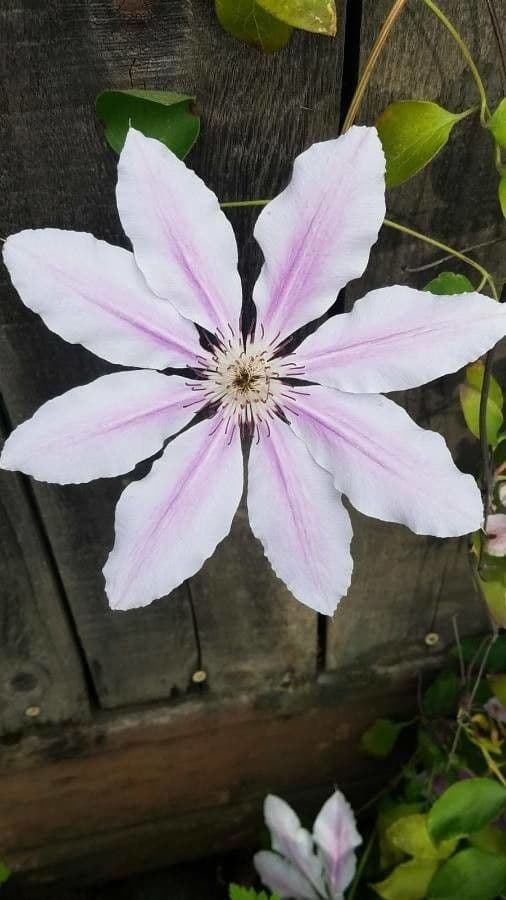 Clematis 2