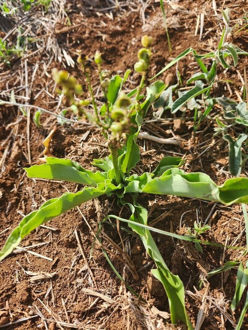 Chlorophytum gallabatense
