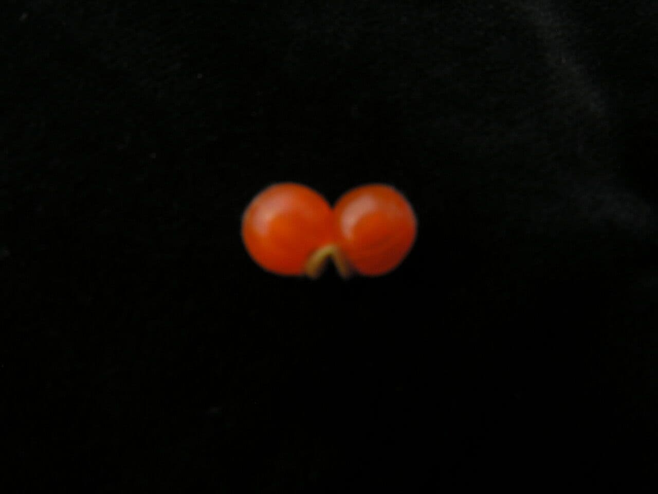 Caprifoglio