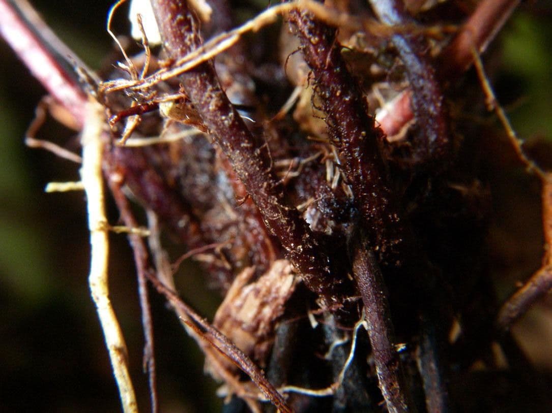Trichomanes 4
