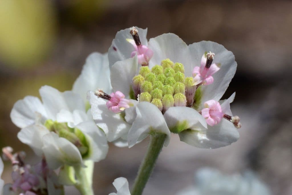 Hymenopappus artemisiifolius 2