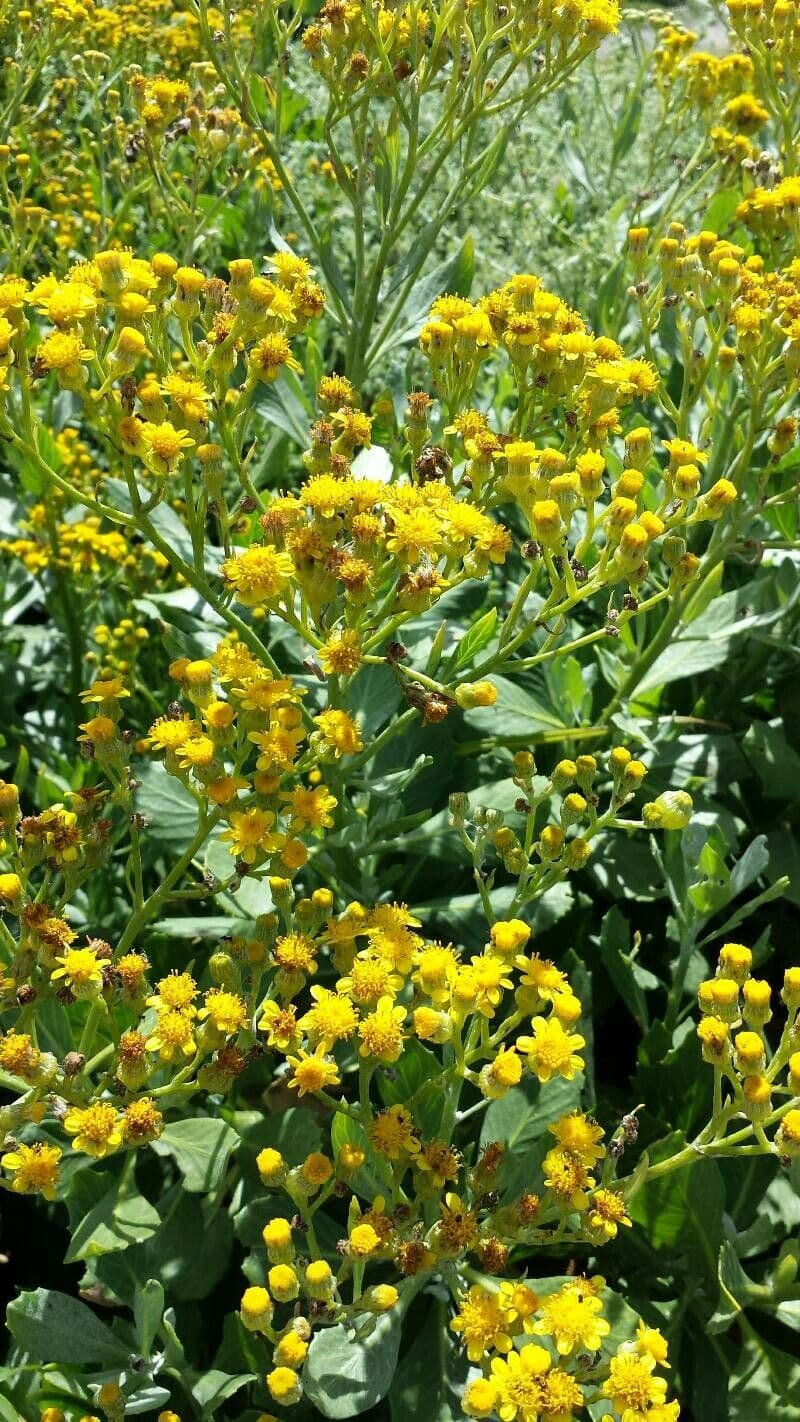 Senecio 5
