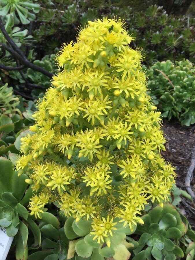Aeonium ondulato 5