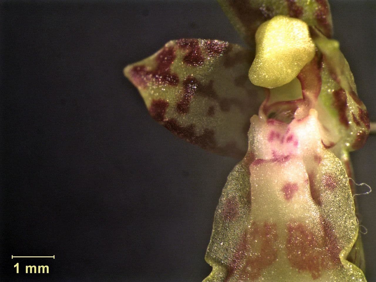 Leochilus 6