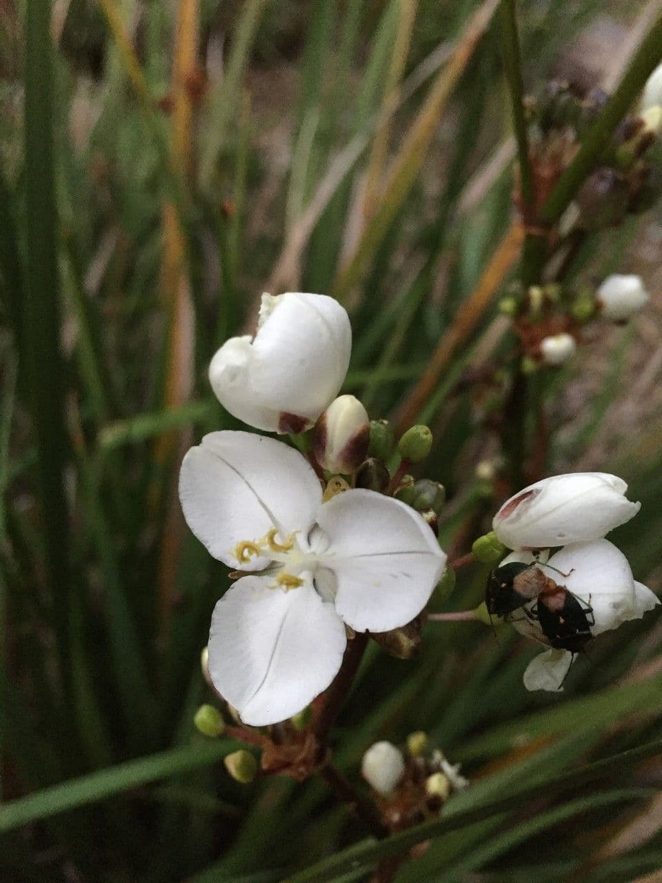 Fiore di raso del Cile 17