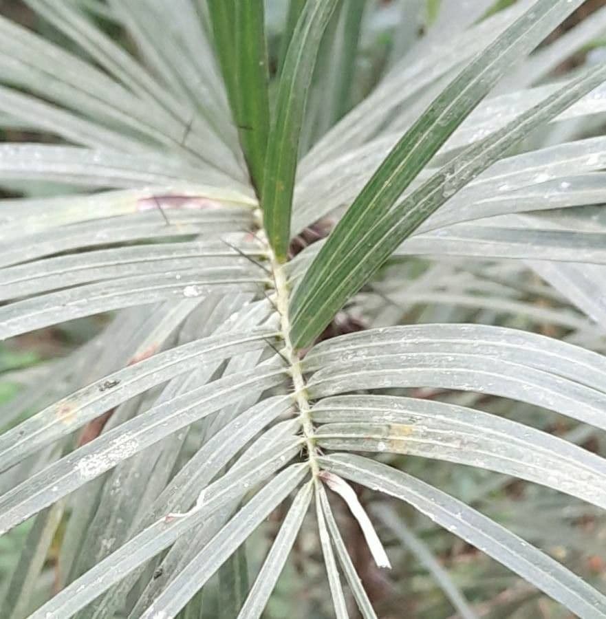 Palma da cocco gialla 10