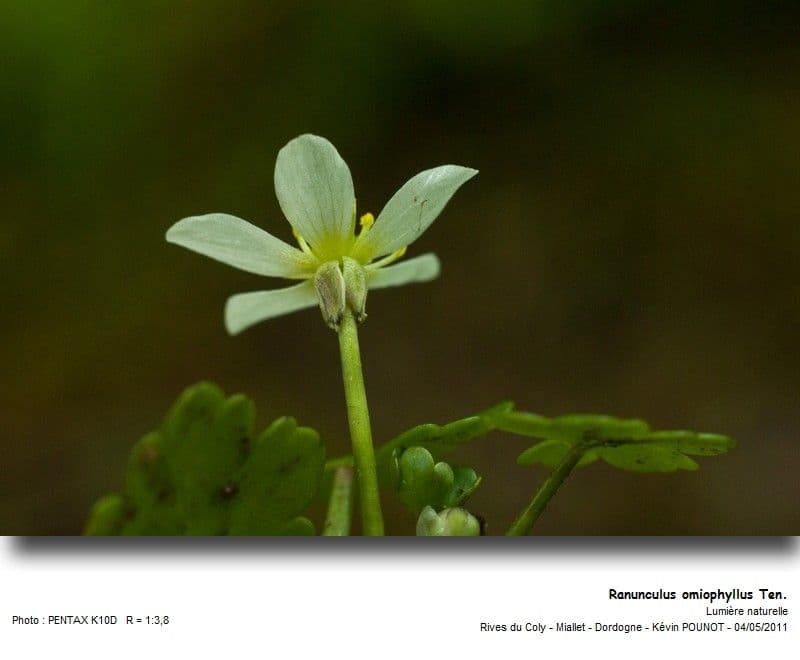 Ranunculus omiophyllus 5