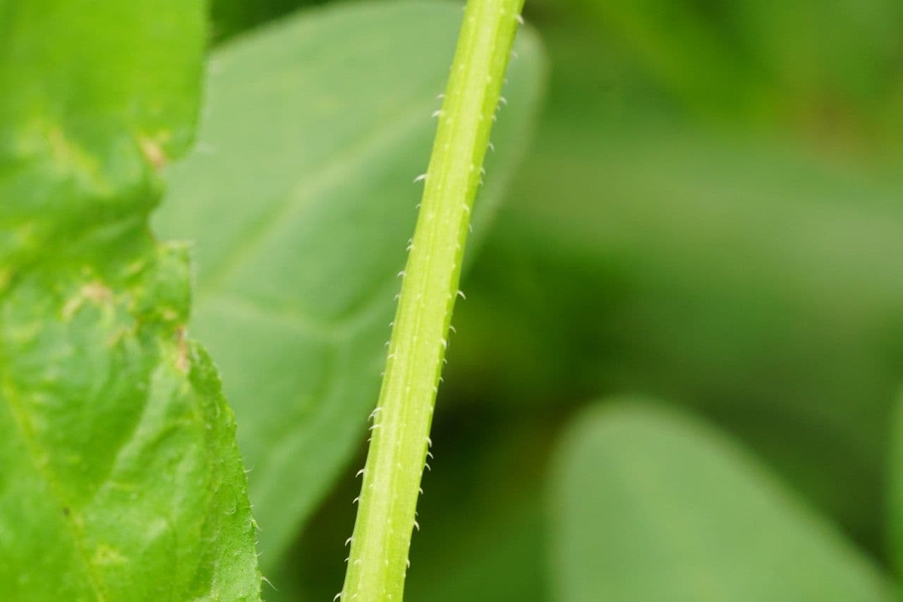 Lappola aspera 25