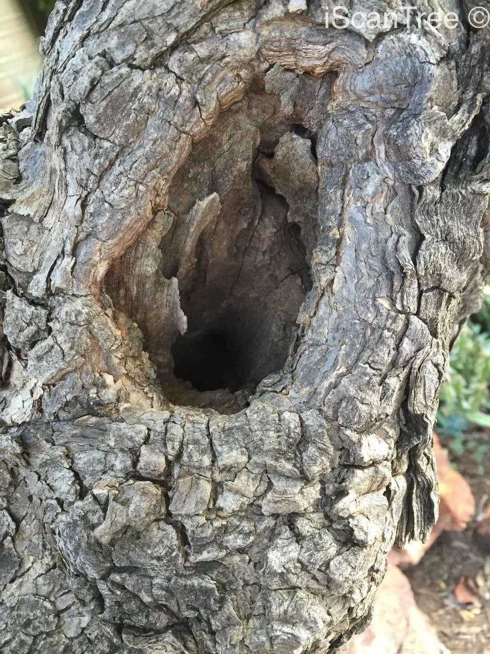Mönchspfeffer 8