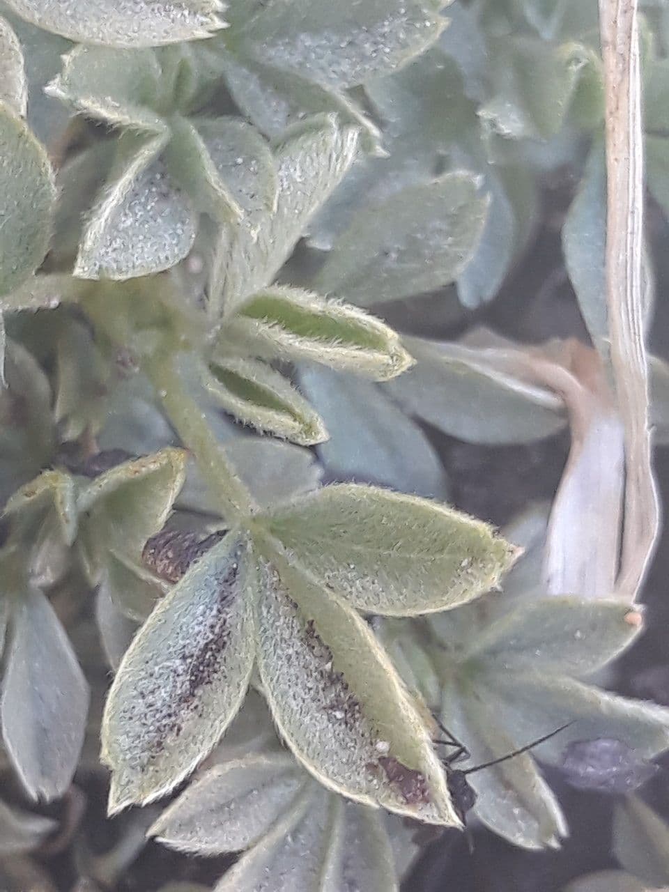 Potentilla lucida 15