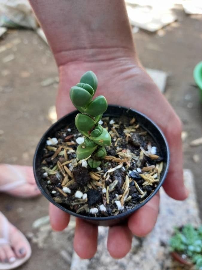 Corpuscularia 8