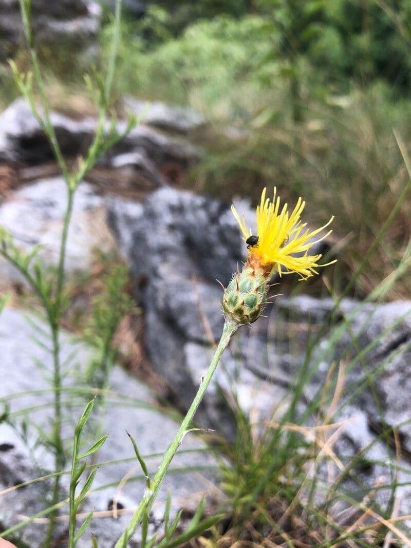 Felsen-Kornblume 2