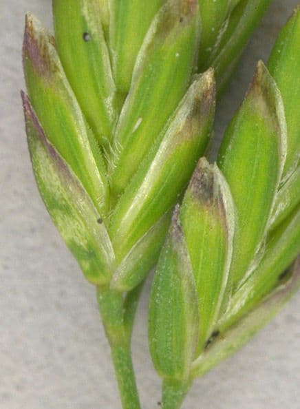 Fienarola compressa 20