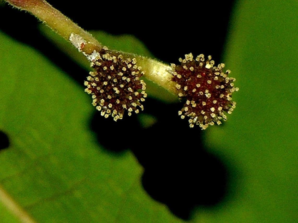 Coussapoa 5