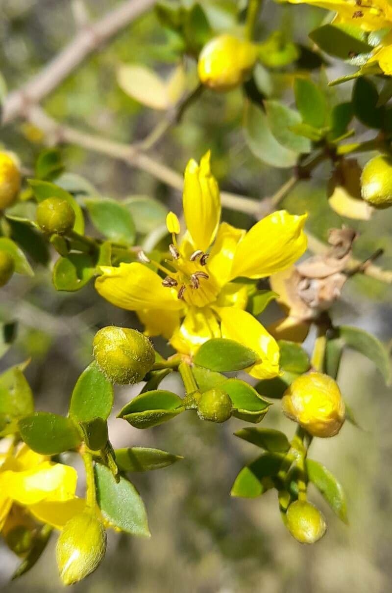 Buisson de créosote 7