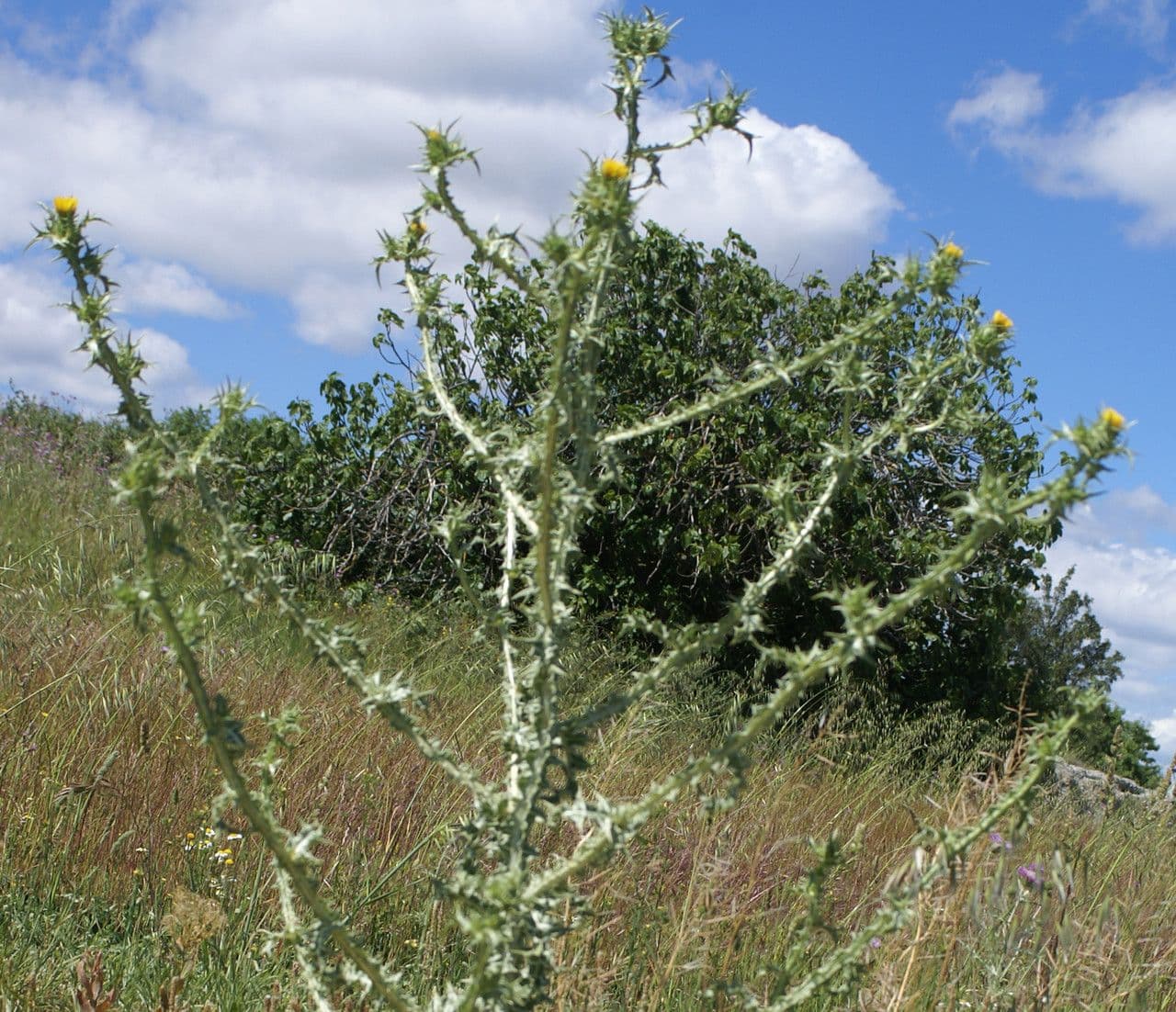Girasole maculato 11