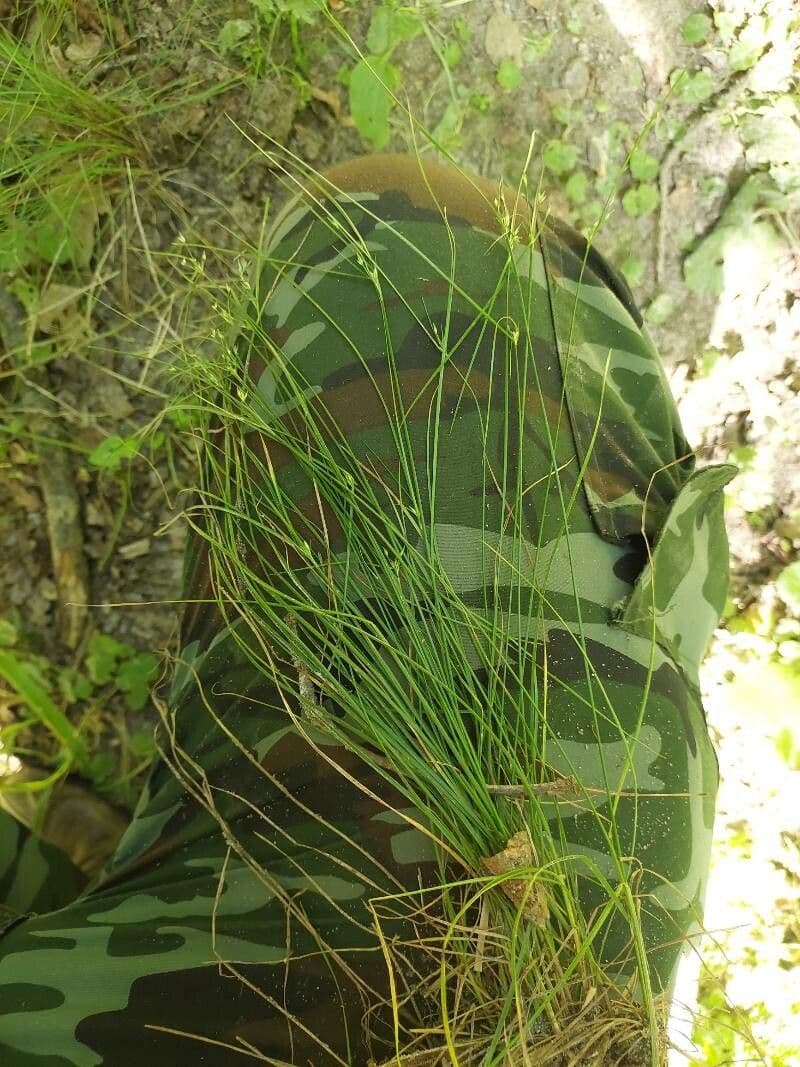 Giunco esile 19