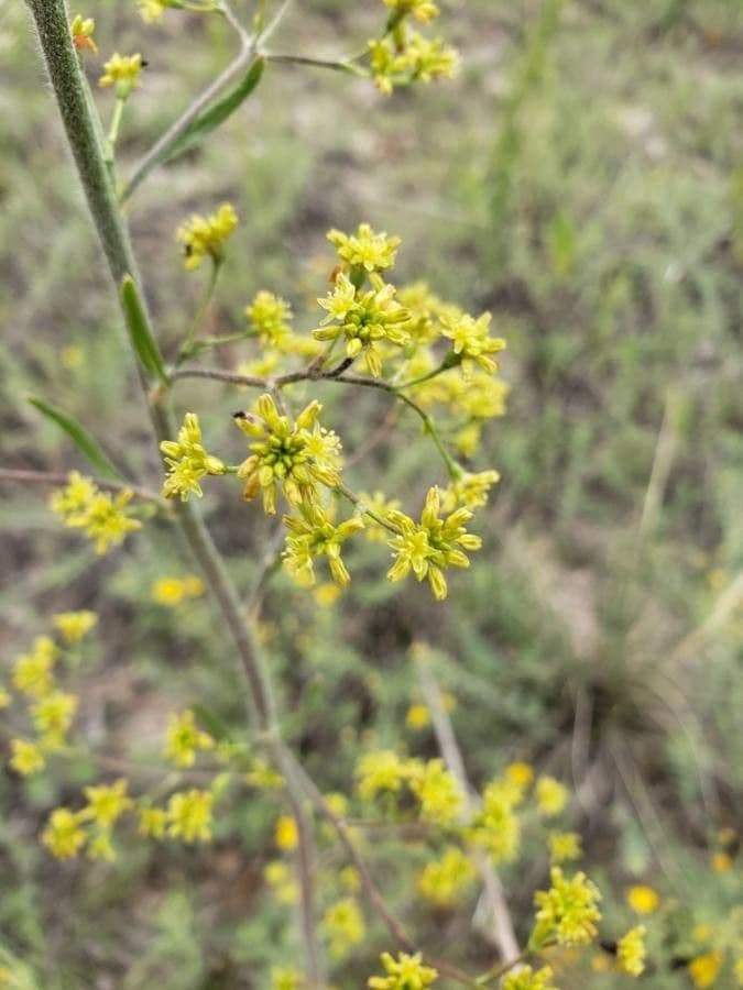 Eriogonum 2