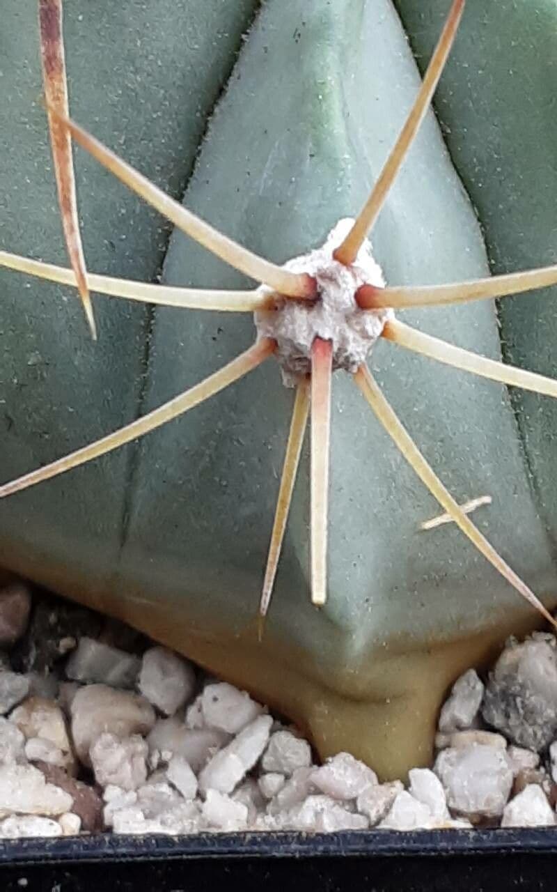 Ferocactus histrix 3