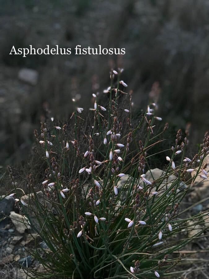 Asphodèle 10