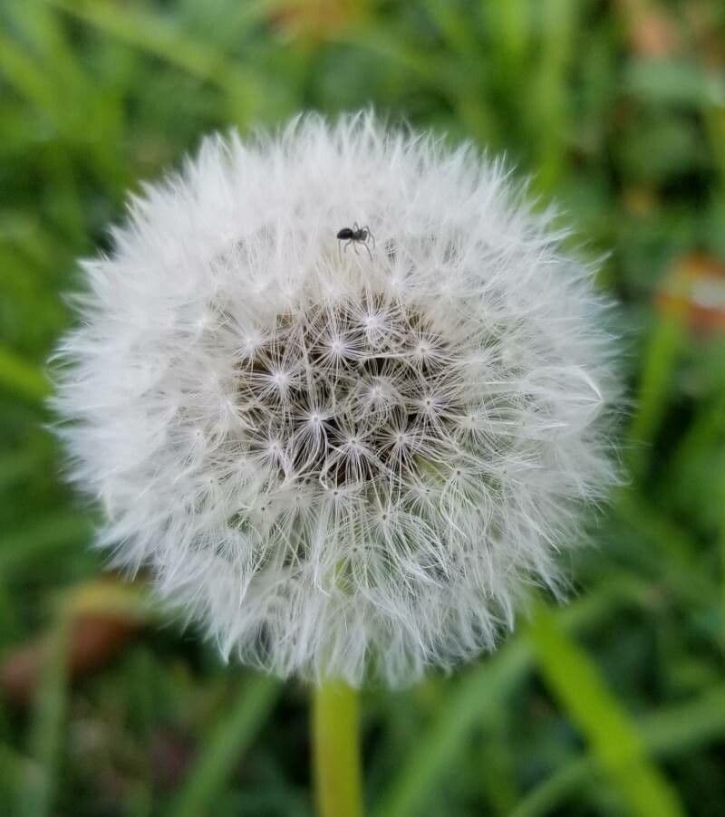 Löwenzahn