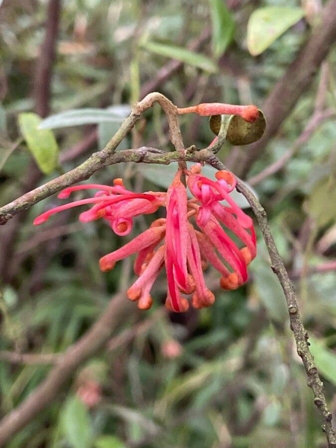 Grevillea reale 4