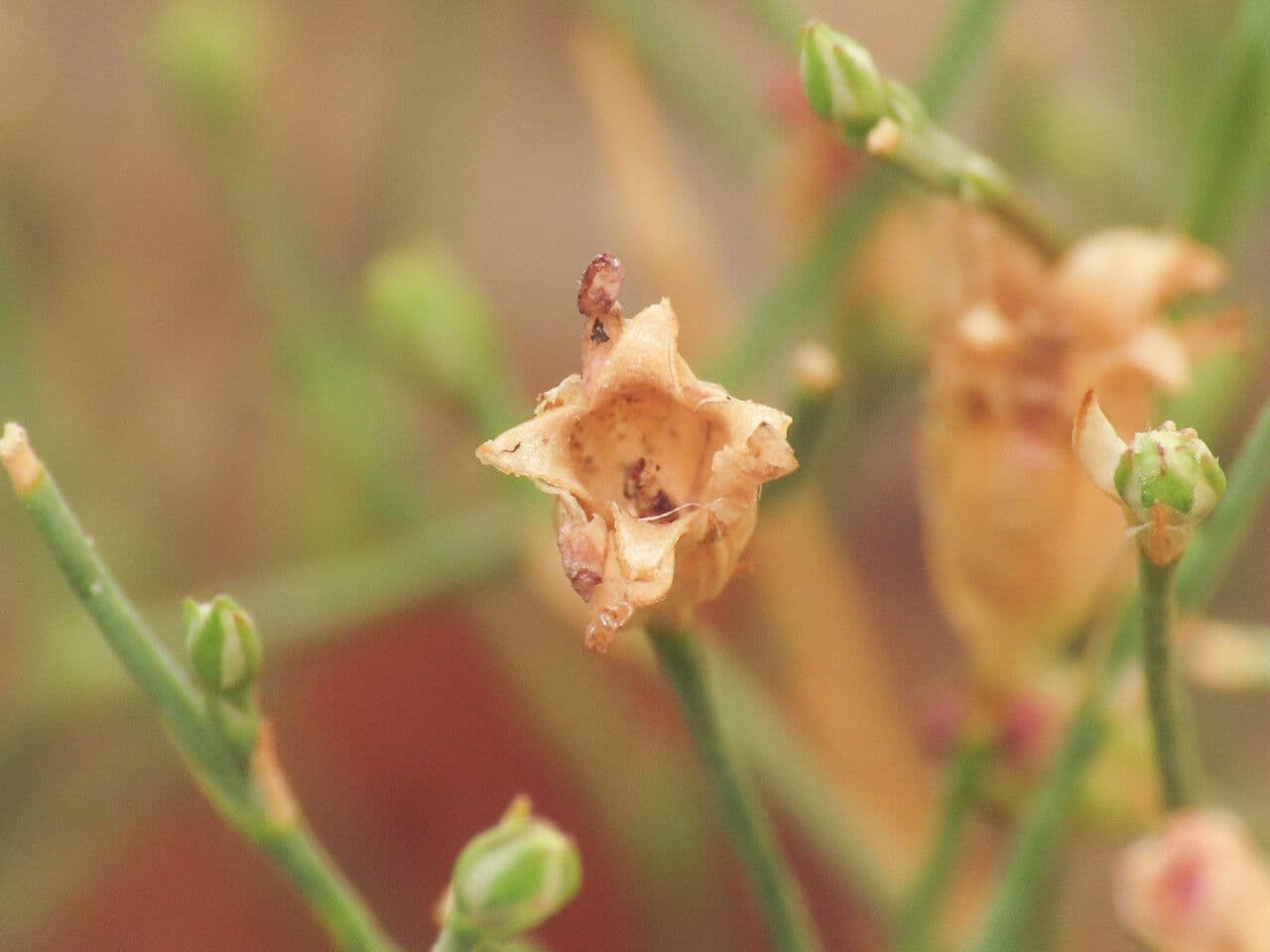 Garofanina spaccasassi