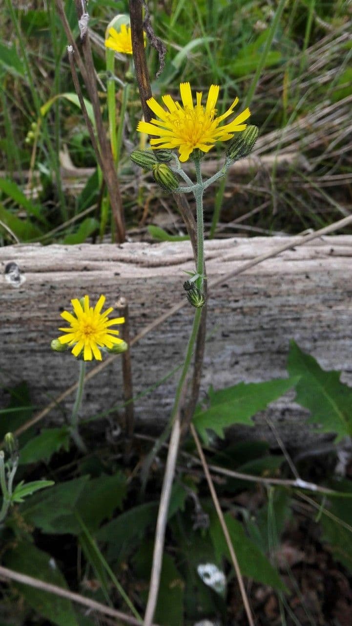 Lachenals Habichtskraut 6