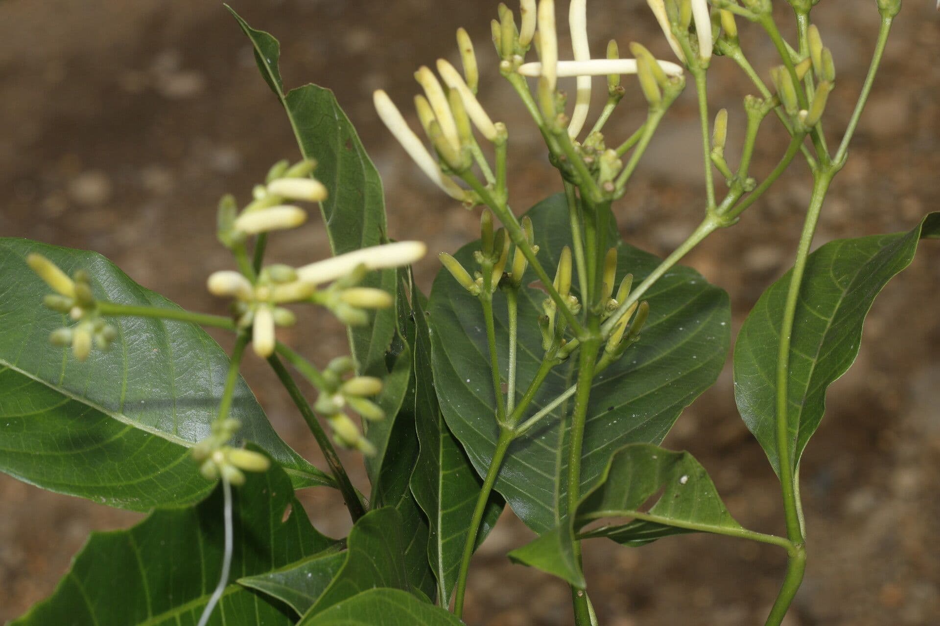 Palicourea 6