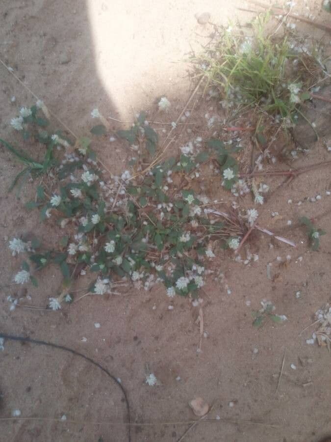 Gomphrena serrata 13