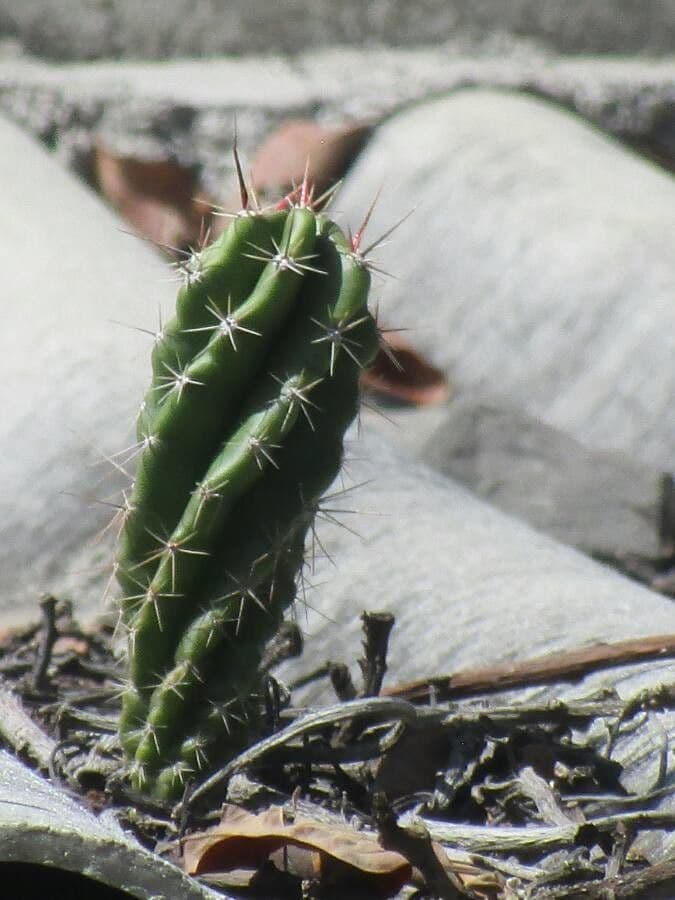 Stenocereus 10
