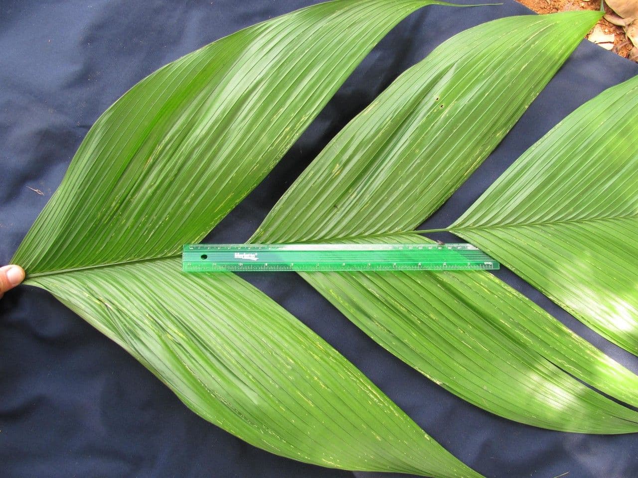 Geonoma interrupta 17