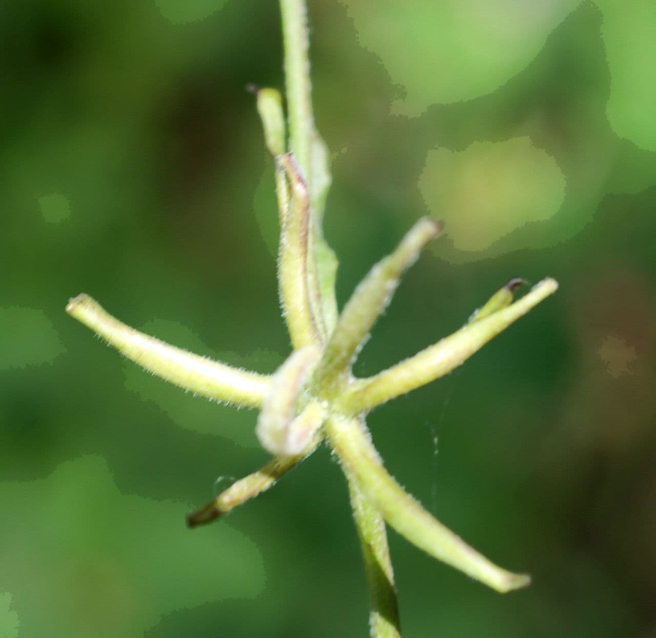 Rhagadiolus 25