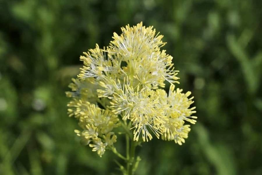 Thalictrum lucidum 2