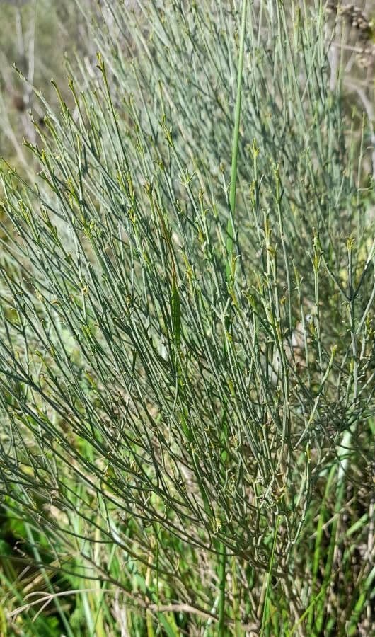 Baccharis