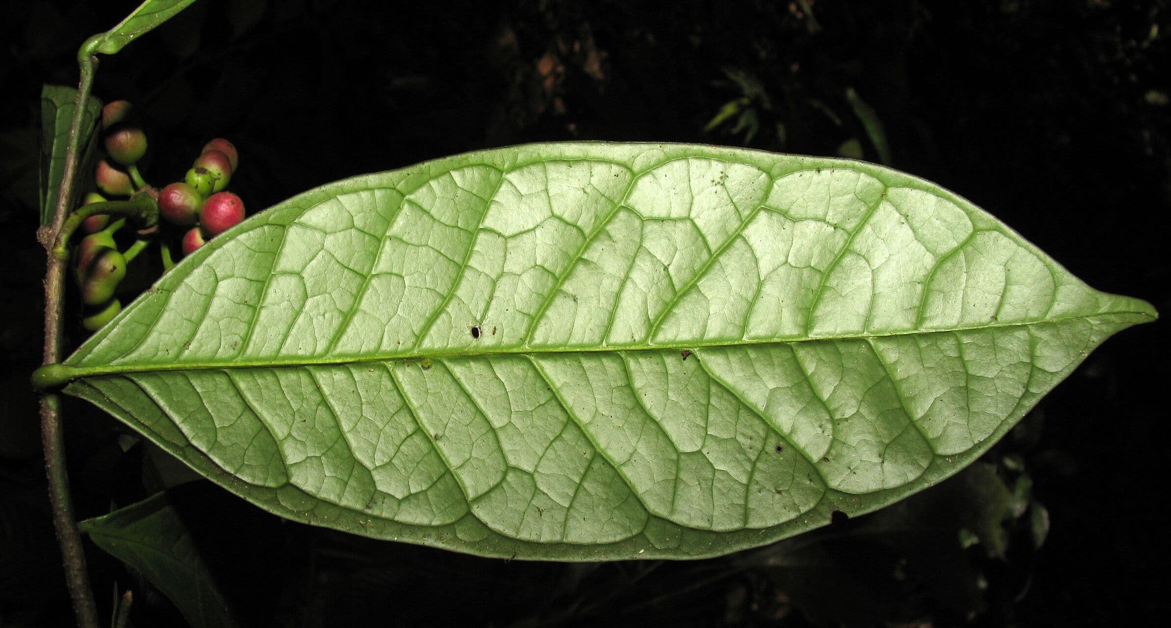 Cymbopetalum 7