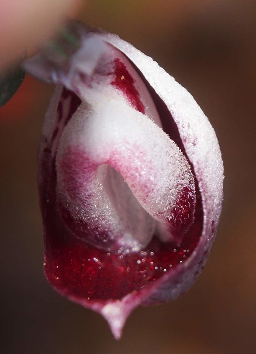 Corybas 2